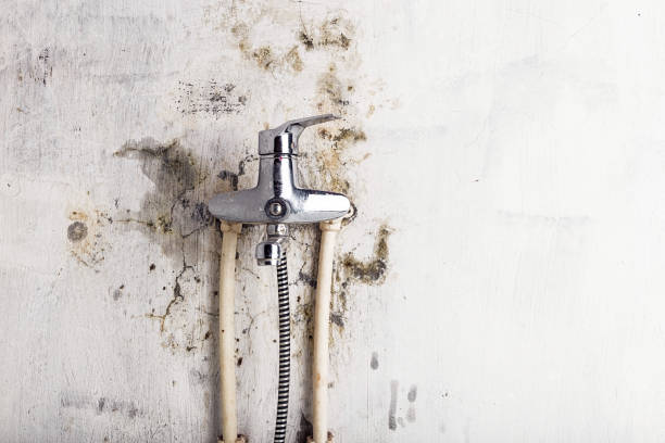 Best Local Mold Removal Service  in Oakland City, IN