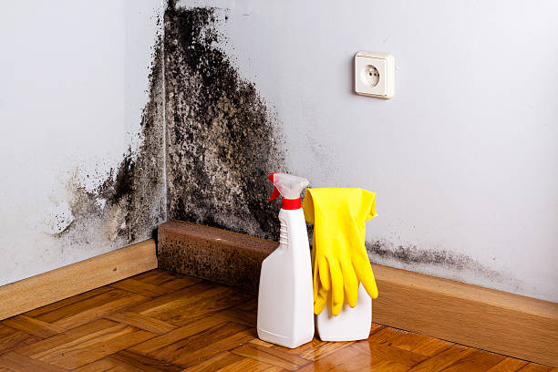Best Emergency Mold Removal  in Oakland City, IN